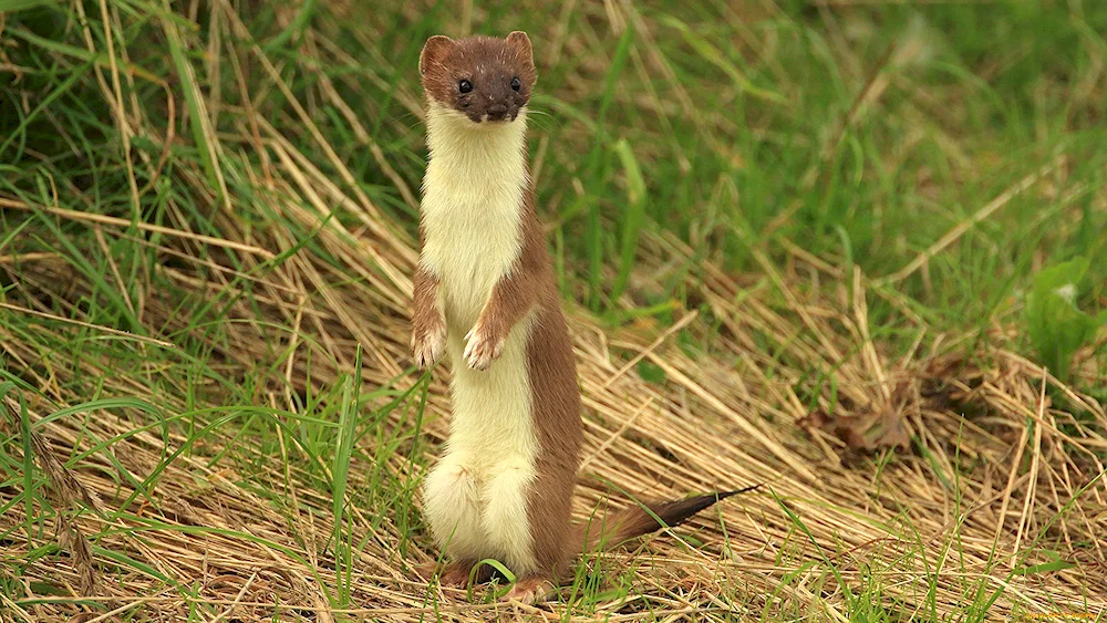 Marten and weasel