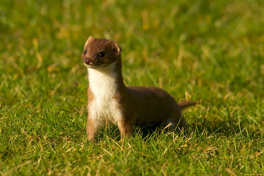 Marten weasel ermine