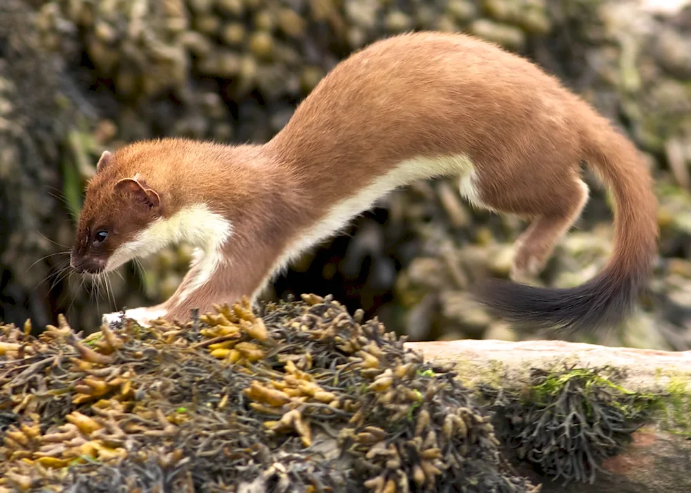 Marten weasel weasel ermine ermine