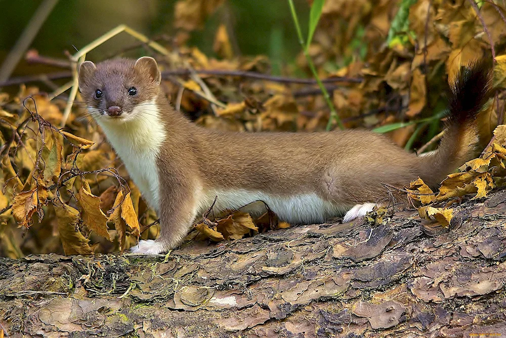 Marten Weasel ermine