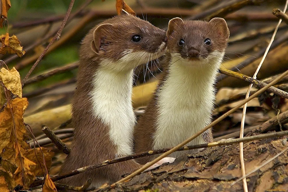 Marten weasel ermine