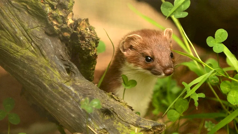 Marten weasel ermine