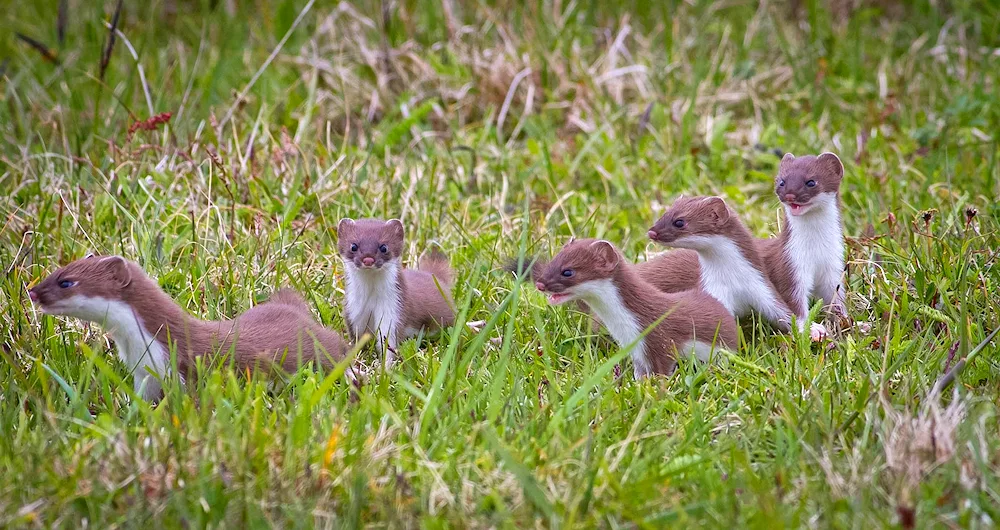 Marten weasel ermine