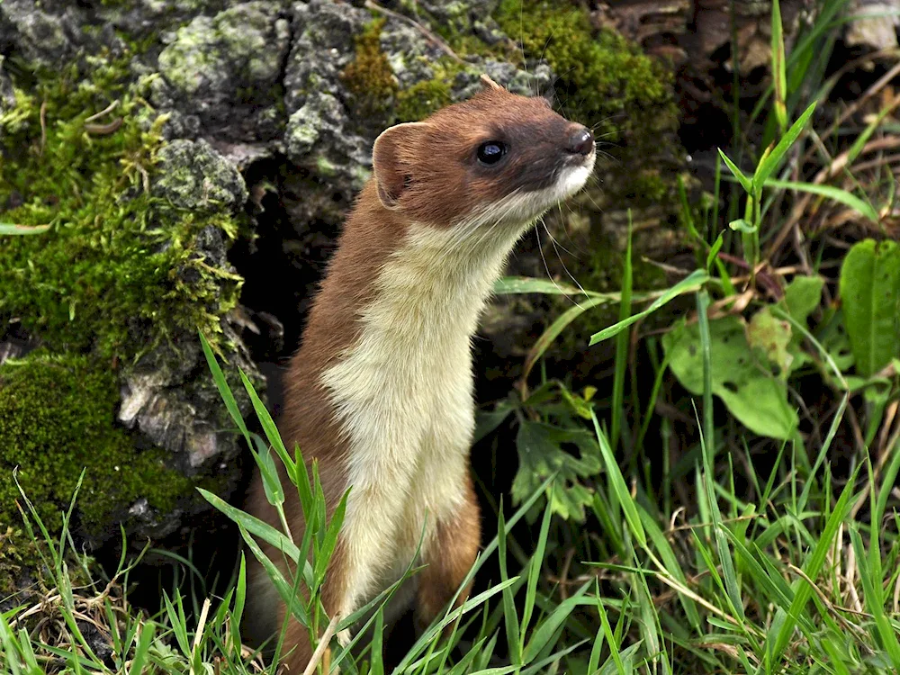 Washer ferret marten ermine mink