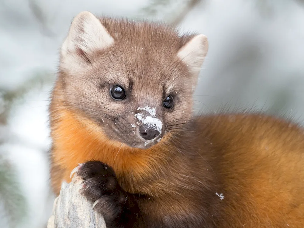 The ferret on a white background