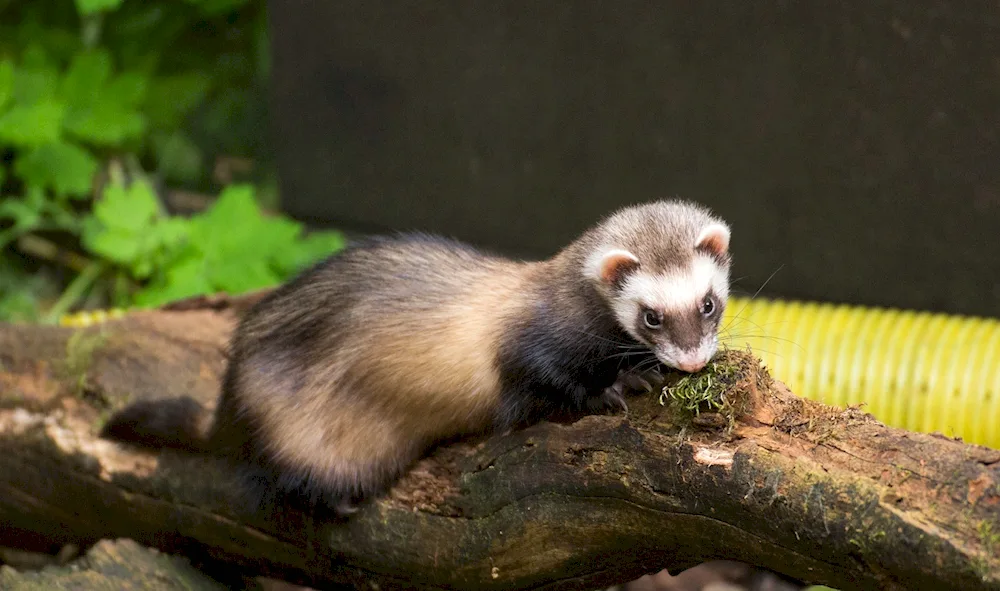 Mink mink polecat