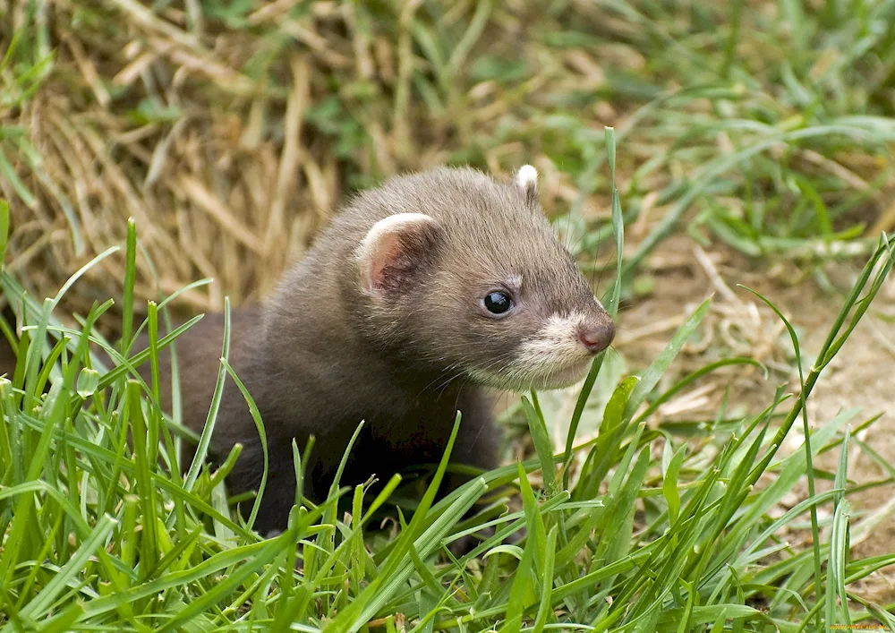 Mink mink polecat