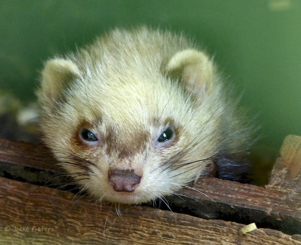 Marten mink ferret