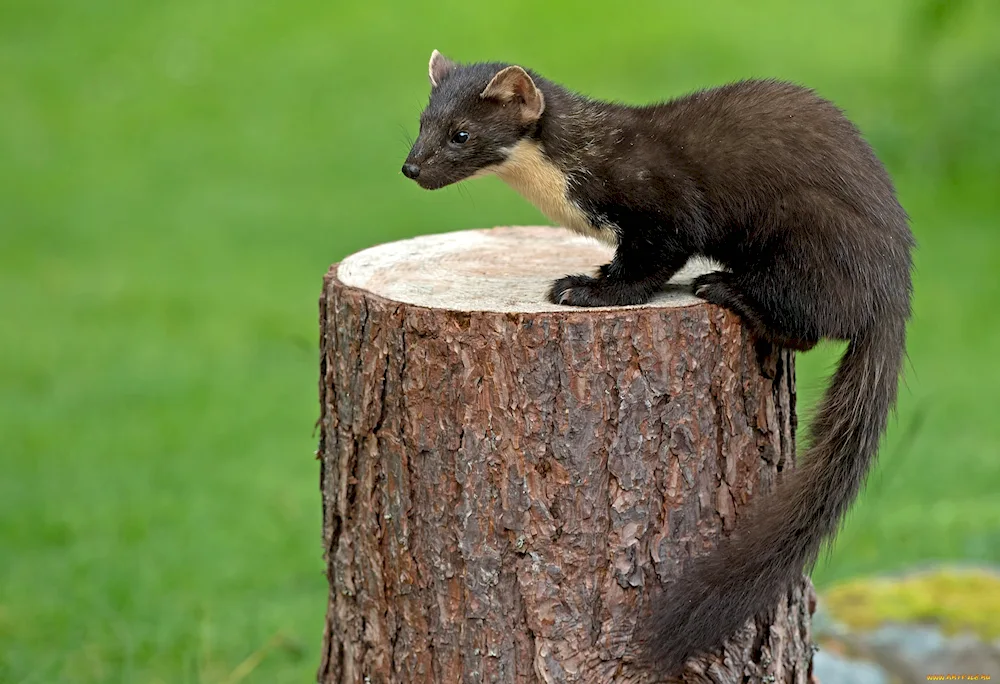 Marten Sable ermine