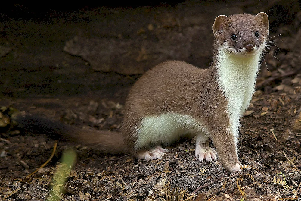 Marten sable ermine