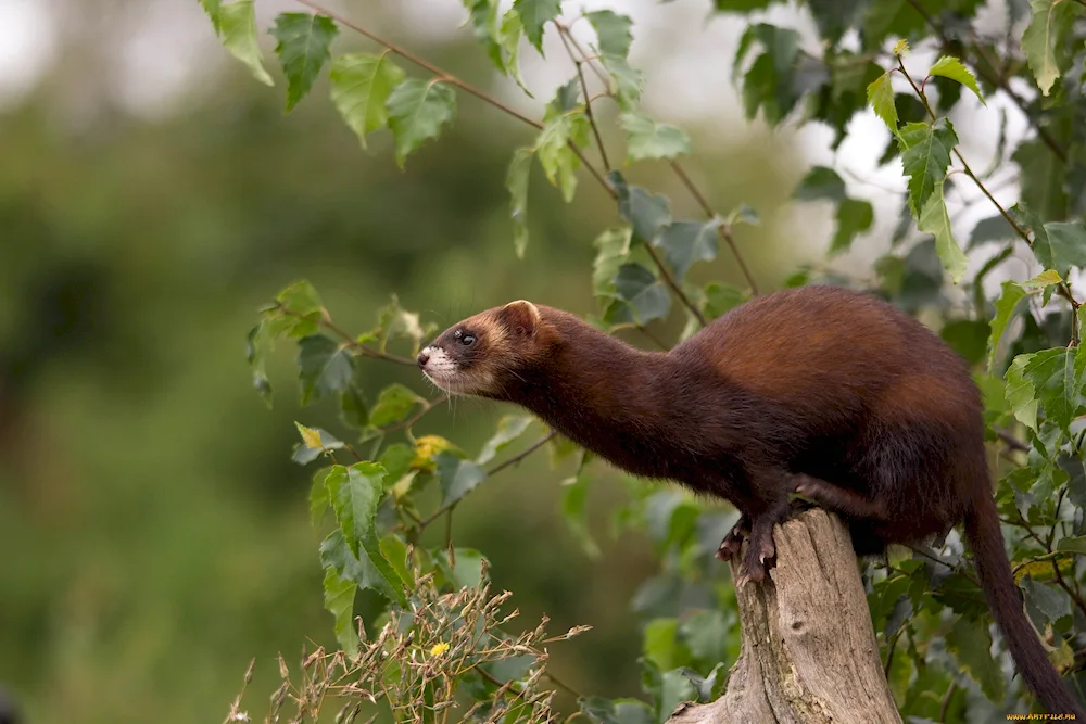 Marten Arctic ermine