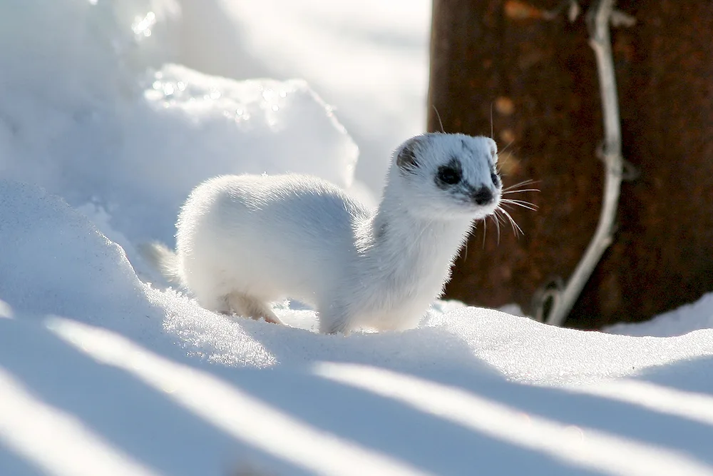 Sable mink marten