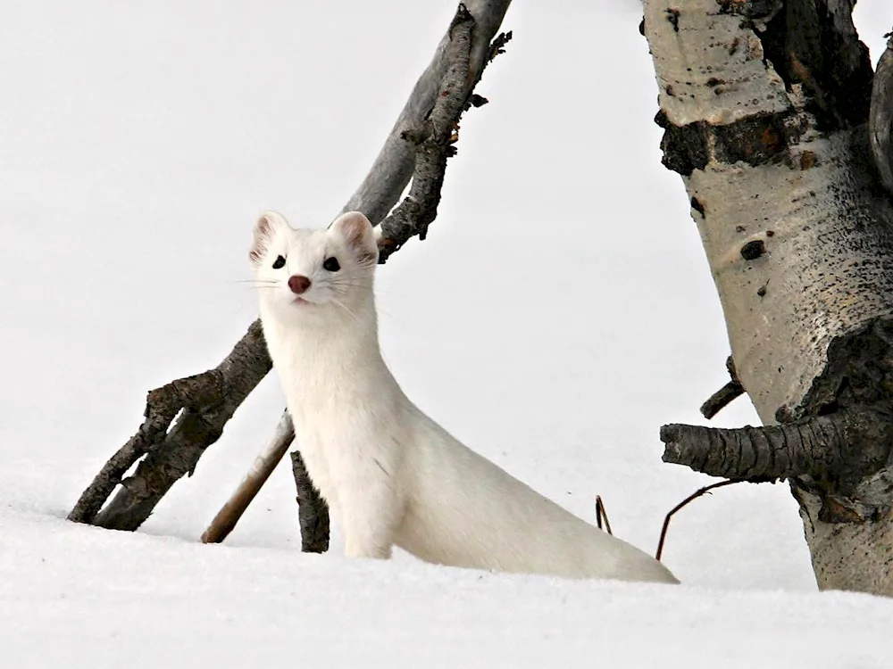 Marten sable arctic fox ermine