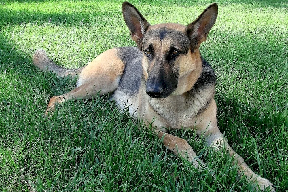 Long-haired German Shepherd