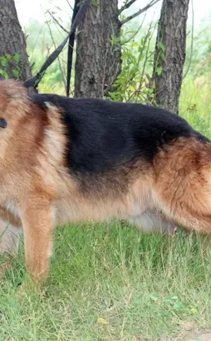 Kunming Shepherd