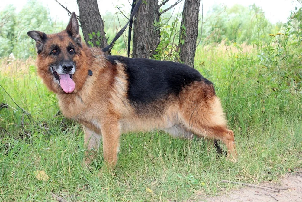 Kunming Shepherd