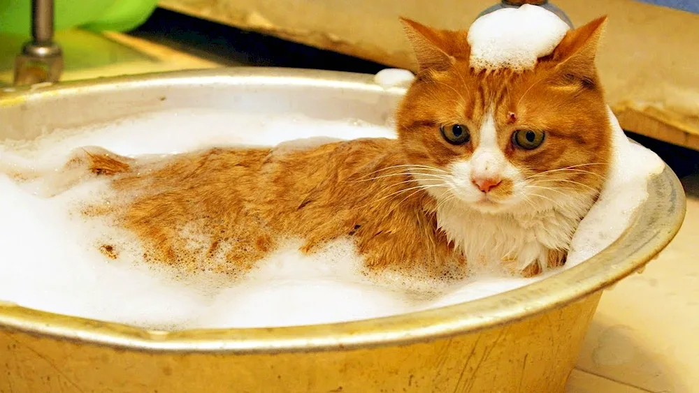 Cat bathing