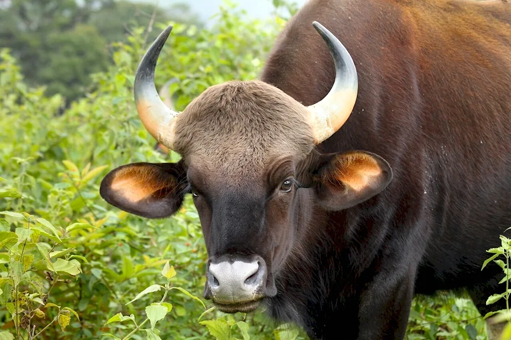 Cuprey bull