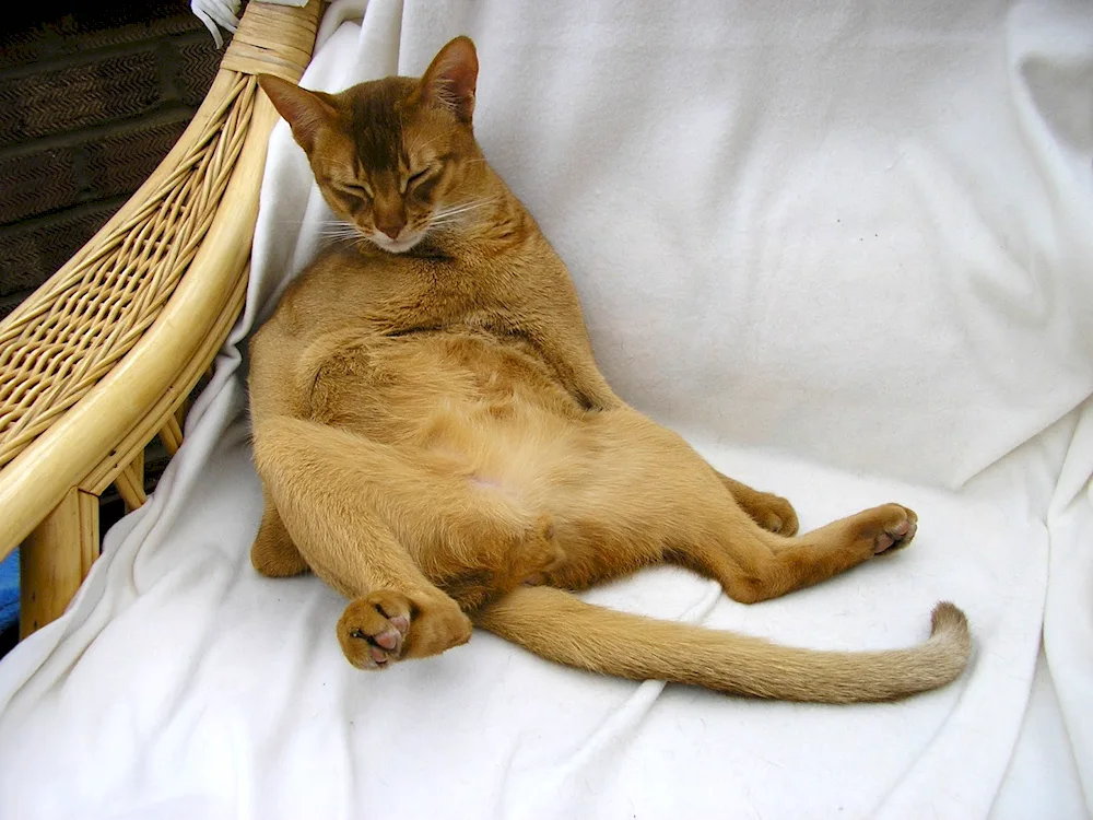 Curdle in an Abyssinian cat