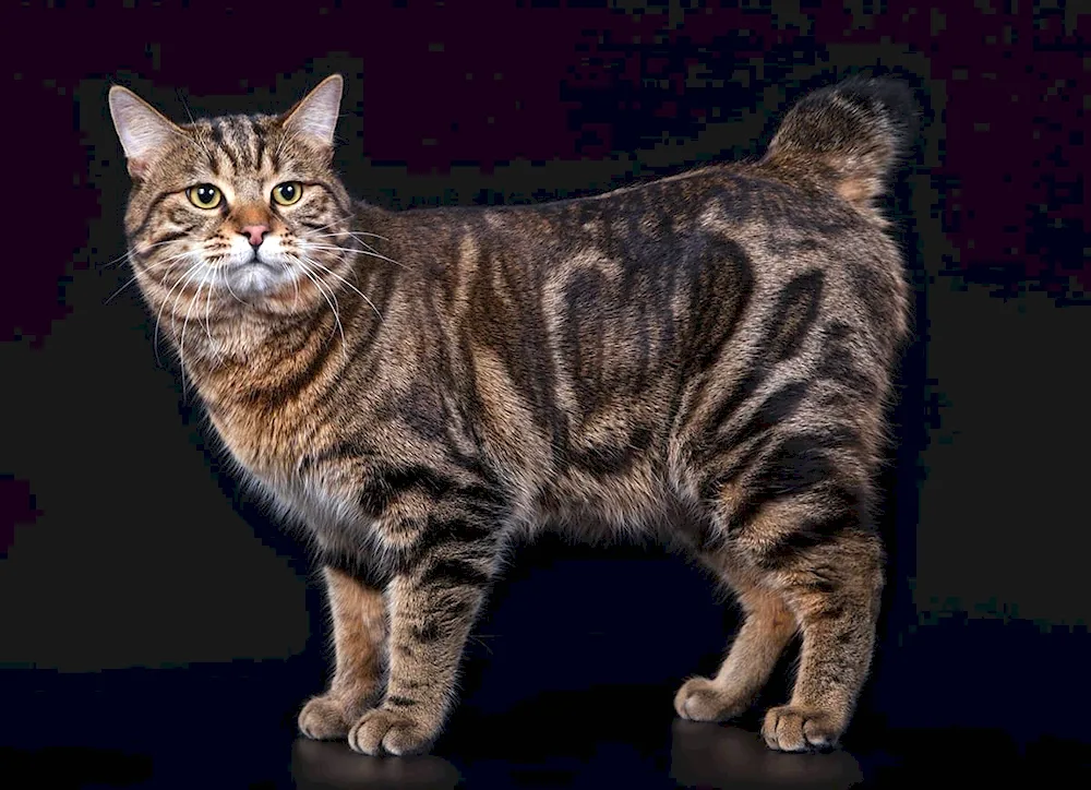 Kuril bobtail