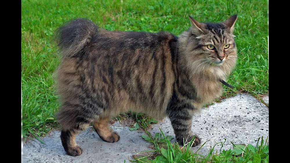 Kurilian bobtail