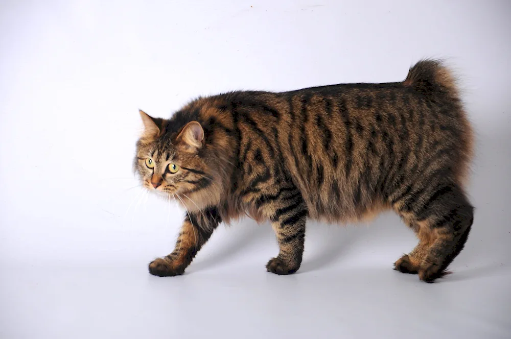 Kurilian bobtail cat