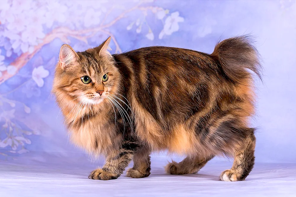 Kurilian bobtail