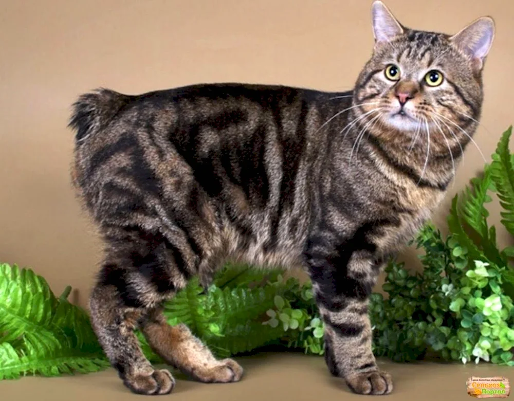 Kurilian bobtail