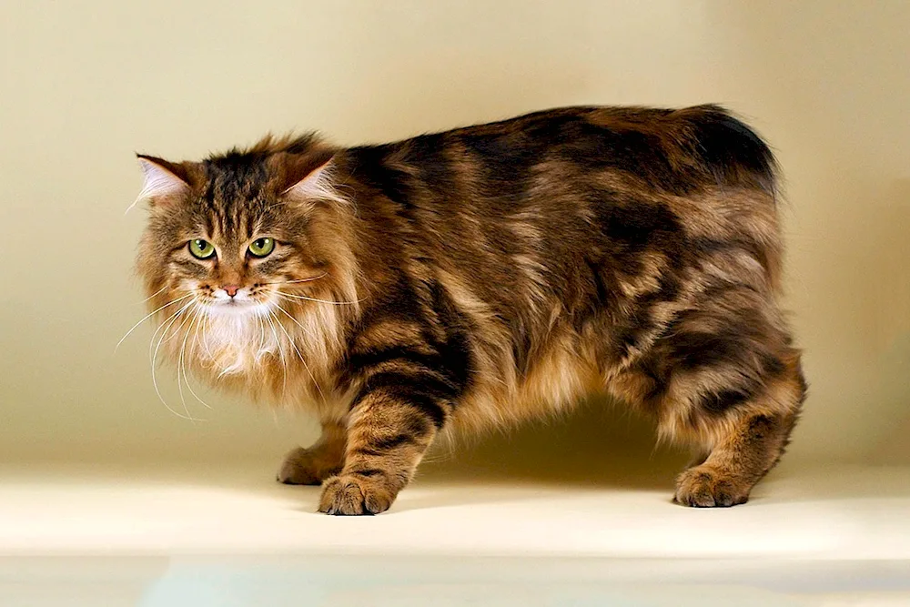 Kurilian bobtail