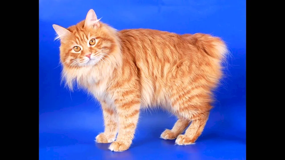 Kurilian bobtail