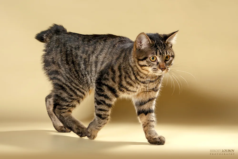 Kurilian bobtail