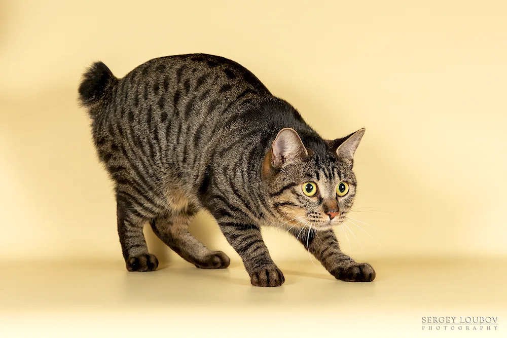 Kurilian bobtail