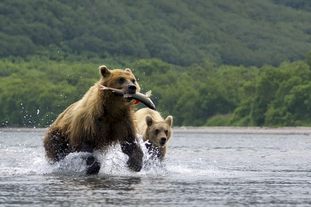 Kuril Lake Kamchatka