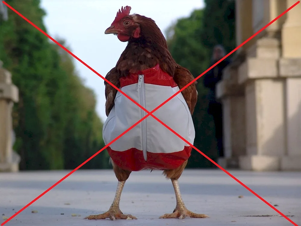 Cockerel