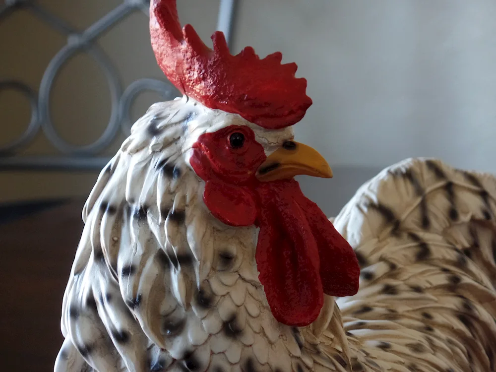 Red crested cockerel