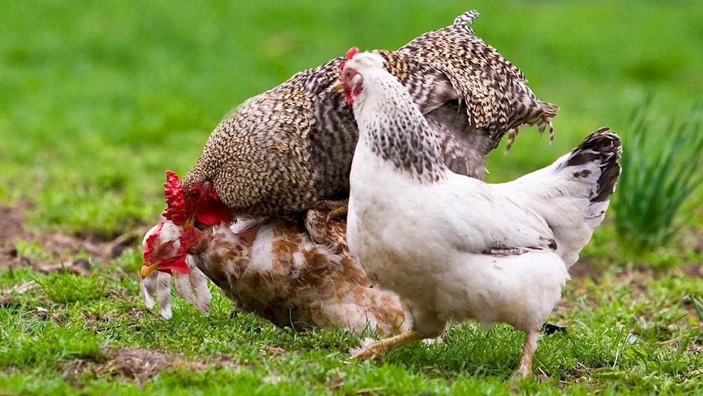 Chicken