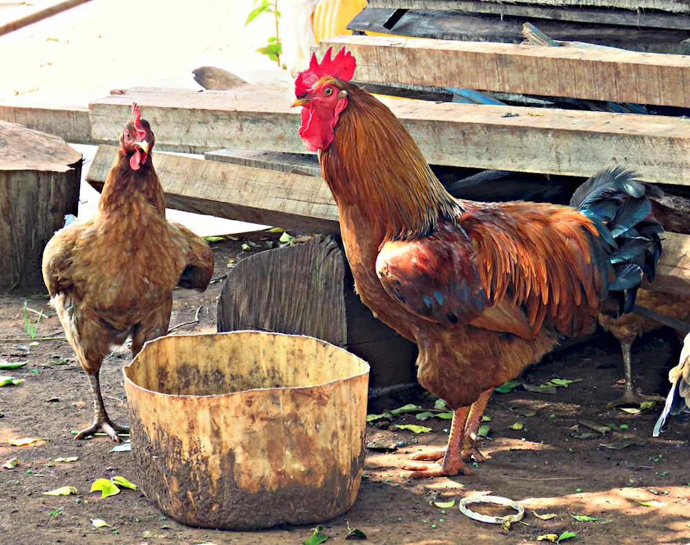 Chicken