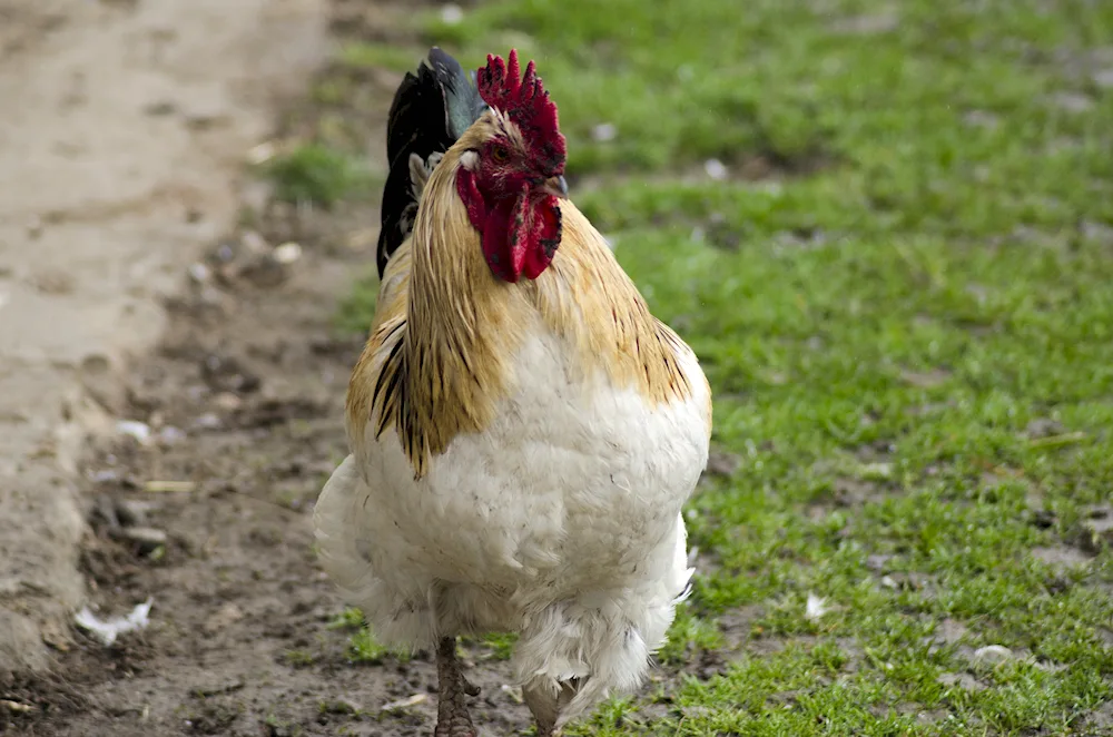 Chicken