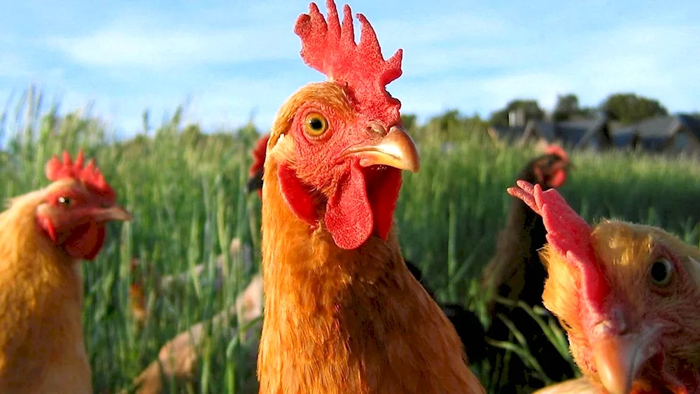 Chicken