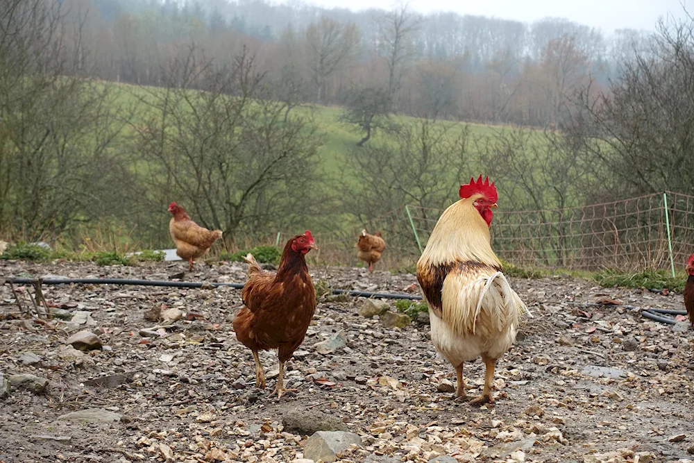 Poultry with a flower in its feathers