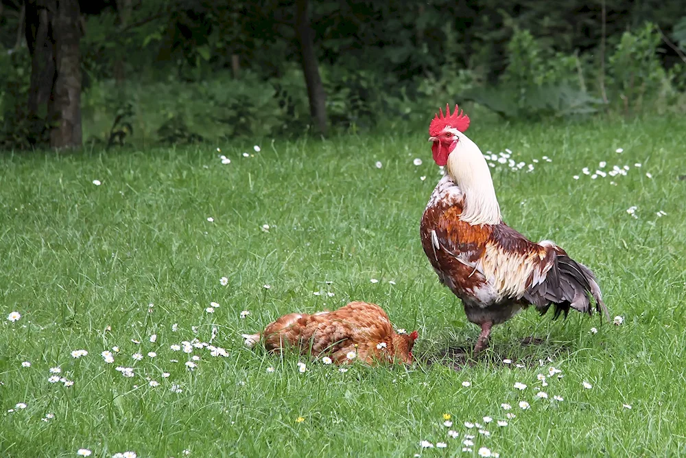 Wild Bank hen