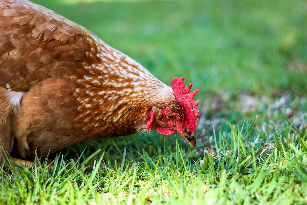 Italian partridge hens