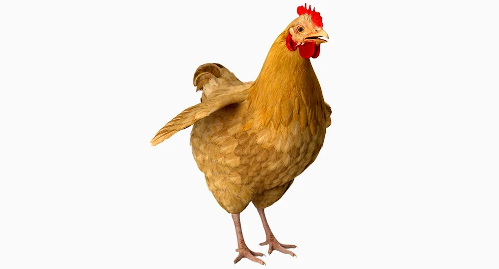 Chicken