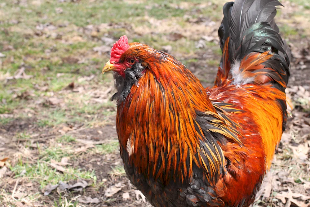 Ameraucana golden-brown