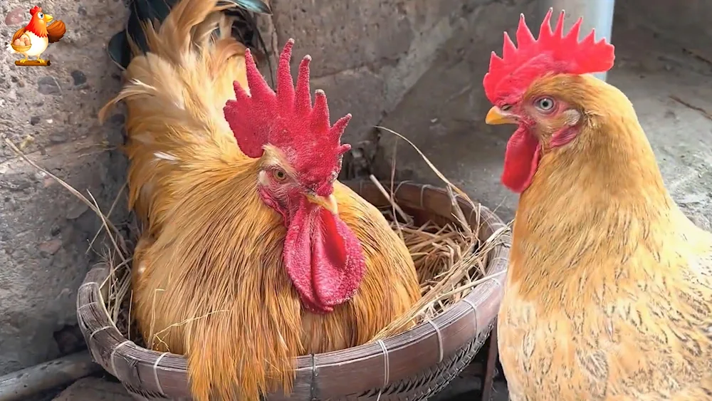 Red crested cockerel