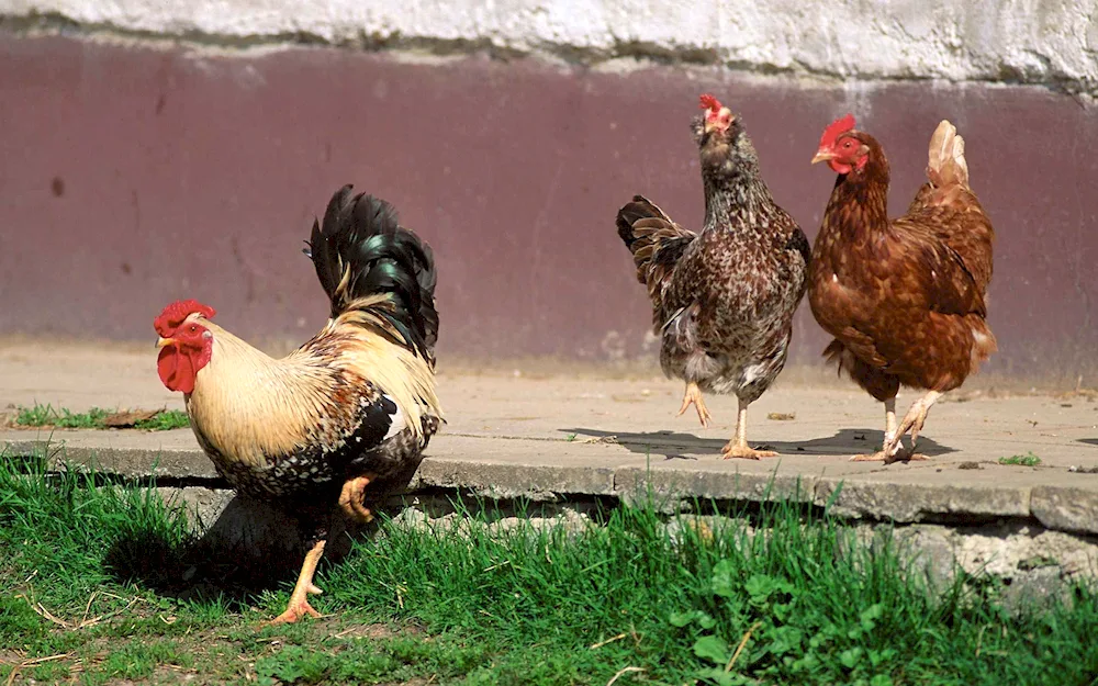 Chicken and rooster