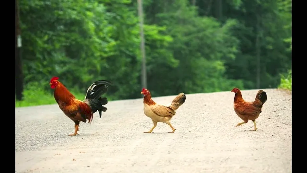 Chickens with rooster