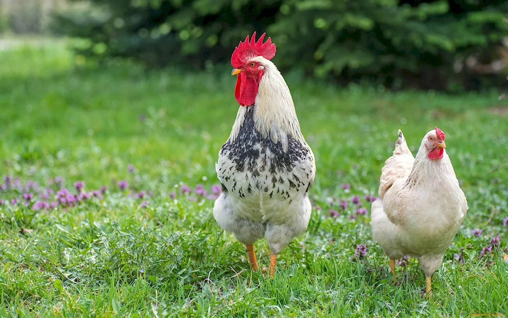 Leghorn Brown