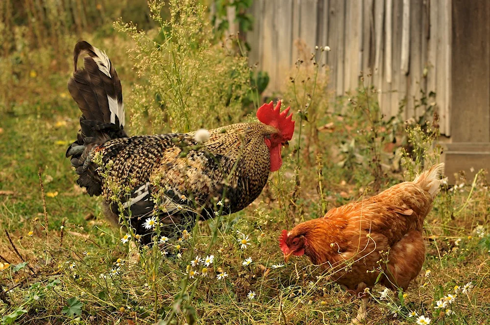 Chicken