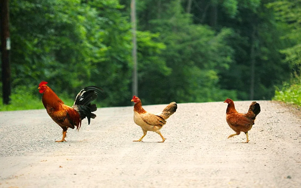 Chicken with a net of chickens